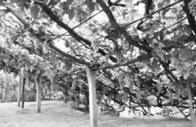 ��������©����ֲ��һ�޶�