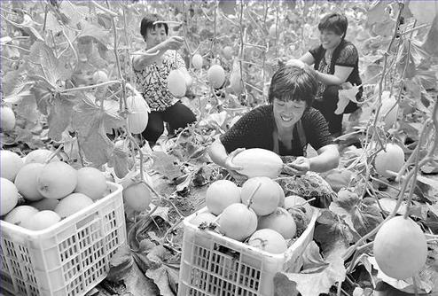 ¹ûÅ©ÕýÔÚ²ÉÕªÎÞ¹«º¦¹Ï¹û