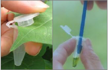 ¼ì²âת»ùÒòµÄÊÔÖ½Ìõ